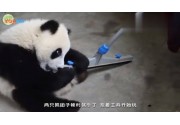 連熊貓都愛上的清潔工具